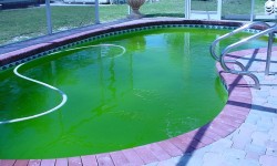 Вода в бассейне зацвела: что делать?