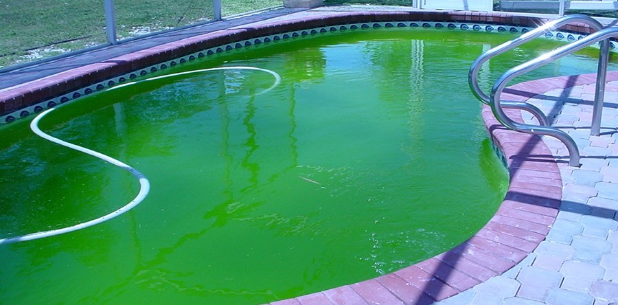 Почему зеленеет вода
