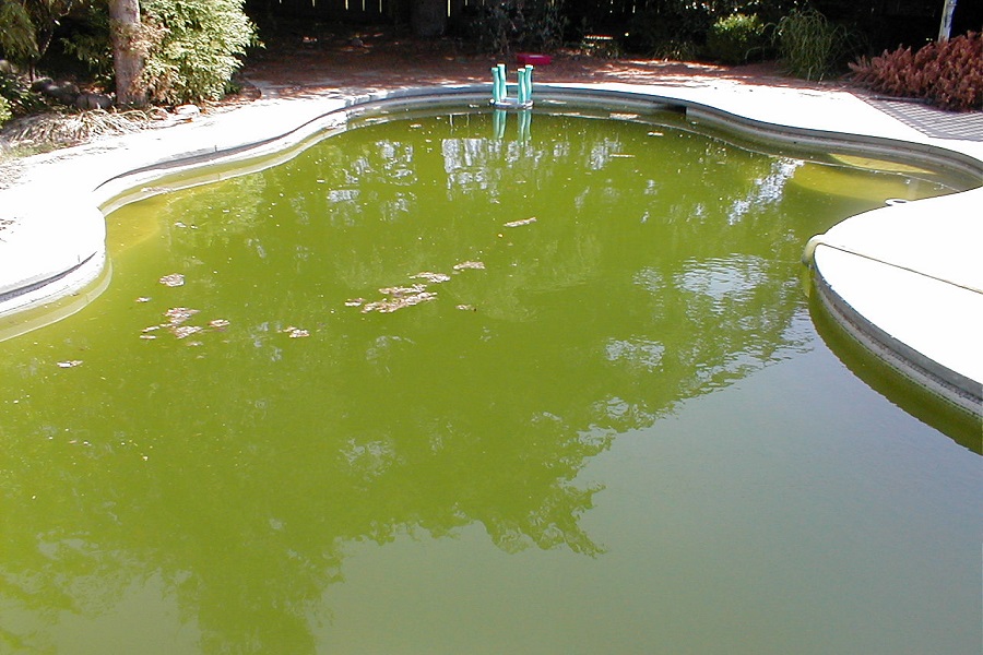 Вода в бассейне позеленела